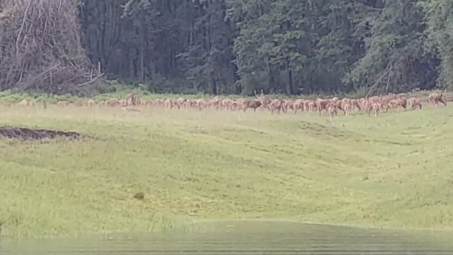 Bhadra Tiger Reserve | The River Tern Lodge | Chikmagalur | Sai Lokur | Post Lockdown Travel смотреть онлайн