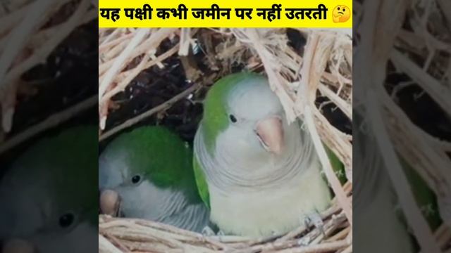 यह पक्षी कभी जमीन पर नहीं उतरती🤔| Interesting fact | Amazing facts #shorts смотреть онлайн