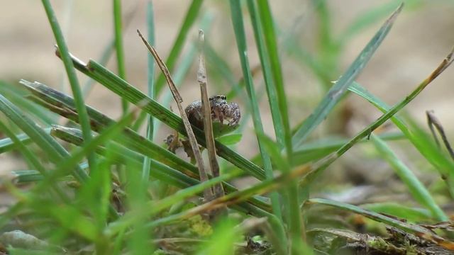 Cute Jumping Spider-Female Pelegrina Proterva смотреть онлайн
