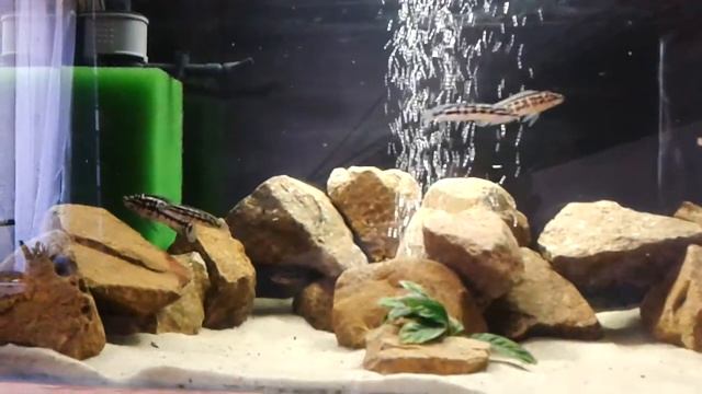 Krmení "divočáků" :-) смотреть онлайн