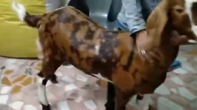 Gujri Male Khssi 2 Dant 55,60 Kg Weight 28,000 Contact 9784994960