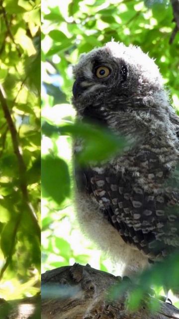A short Duxbury Owl photo update. #owl #bird #education #johannesburg #owlet #conservation смотреть онлайн