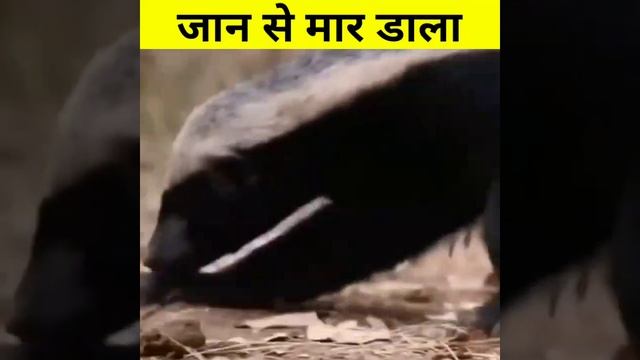 Honey Badger Vs Snake Fight || #shorts смотреть онлайн