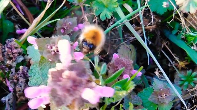 Trzmiel ~Rudy 🐝🐝🌍🌎🌏 смотреть онлайн