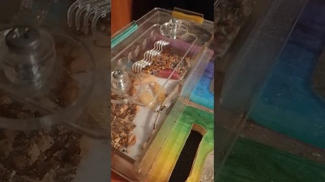 Муравьи и хвост ящерицы. 1 смотреть онлайн