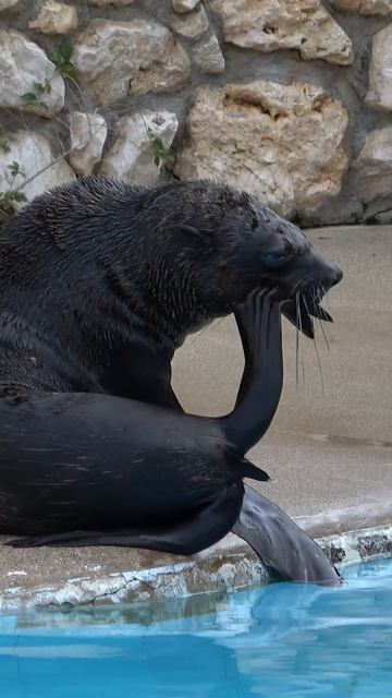 Cape fur seal смотреть онлайн