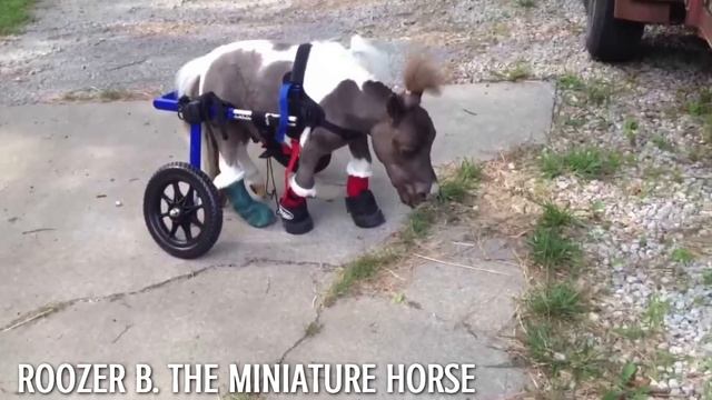 10 Adorable Animals That Use Wheelchairs смотреть онлайн