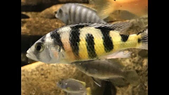 African Hap Cichlid Zebra Obliquidens Astatotilapia Latifasciata + смотреть онлайн