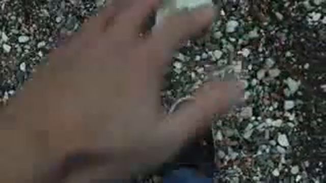 Селестия (MLP в реальной жизни)