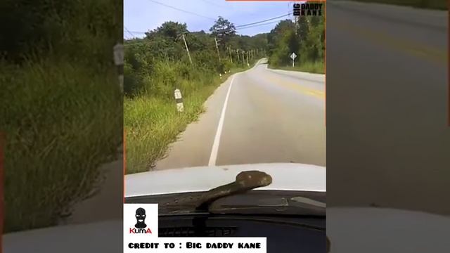 Top 20 Real Life Horrible Snake Experience | KumA смотреть онлайн