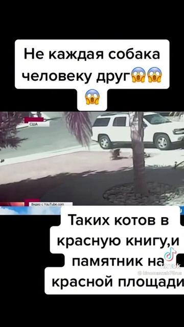 Турция 2022 кошка спас ребенка от собаки смотреть онлайн