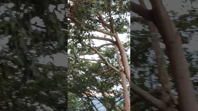 Backyard birds (4k)16 min Ambient Nature Film with Real Bird Sounds#viral смотреть онлайн