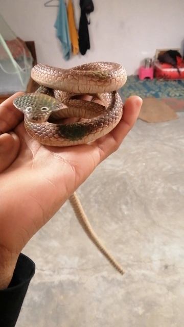 isko mat dakho barna daslega😱#ytshort #keepsupporting #short #shortsvideo #subscribe #ytshort #shor смотреть онлайн