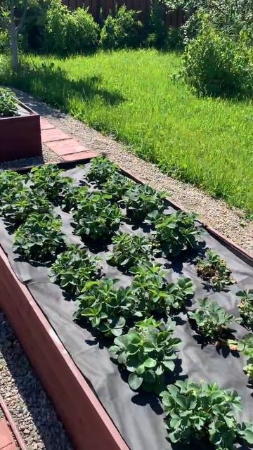 Как поливать клубнику без воды смотреть онлайн