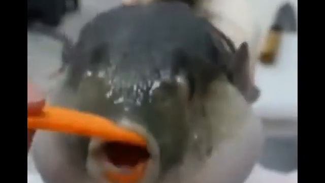 Иглобрюх мем 15 минут