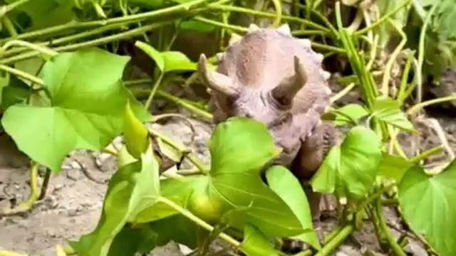 Unboxing Triceratops Hammond Collection смотреть онлайн