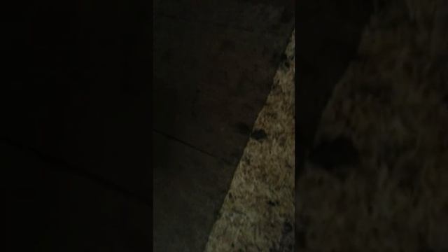 Мои пауки смотреть онлайн