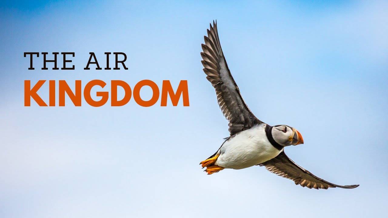 Удивительное царство птиц