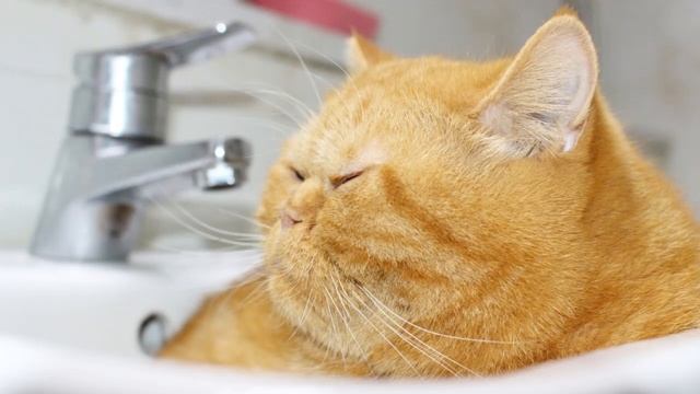 Do Overweight Cats Die Sooner? смотреть онлайн