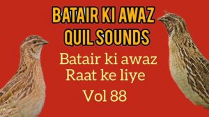 бедана сайраши Садои бедона