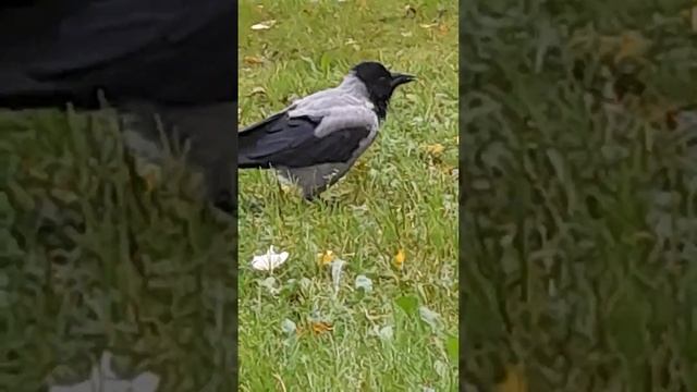 ВОРОНЫ УМНЫЕ. смотреть онлайн