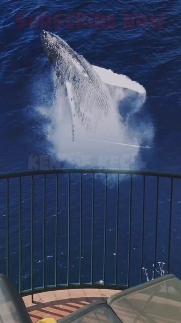 A Mesmerizing Sight: The Beautiful Encounter with a Blue Whale #shorts смотреть онлайн