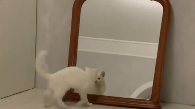 наша кошка самурай смотреть онлайн