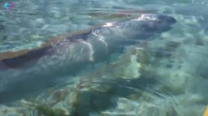 ▽ Самые необычные рыбы