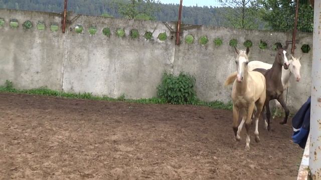 LLC "Akhalteke" Продажа ахалтекинских лошадей.Sales of Akhal-Teke horses http://akhaltekellc.com смотреть онлайн