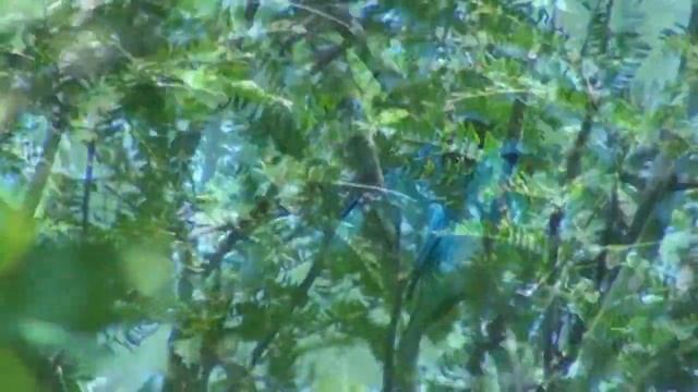 Saí azul (Dacnis cayana) смотреть онлайн