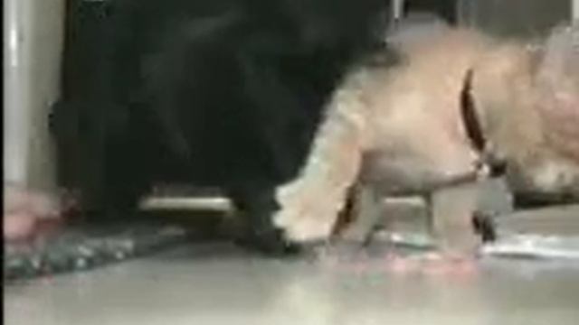 Кот обжора смотреть онлайн