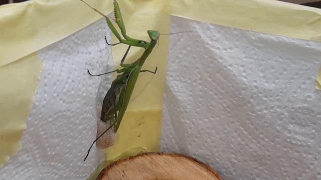 спаривание богомолов часть 5/ богомолиха отложила капсулу!!! смотреть онлайн