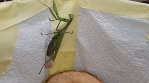 спаривание богомолов часть 5/ богомолиха отложила капсулу!!!