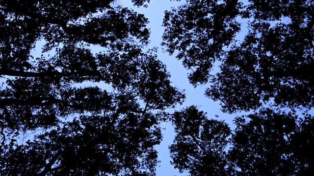 Annemizle Gülhane Parkı'nda bir akşam (Мы с нашей мамой в парке Гюльхане) смотреть онлайн