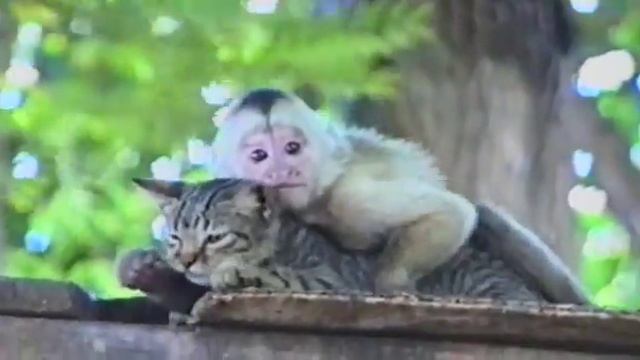 Любовь не знает грониц смотреть онлайн