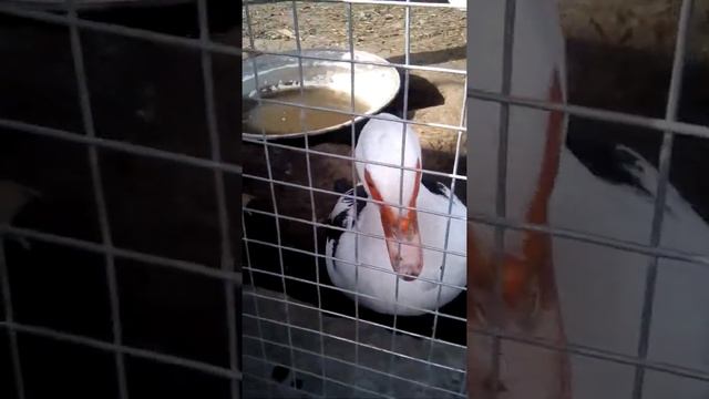 смешное видео: про утку смотреть онлайн