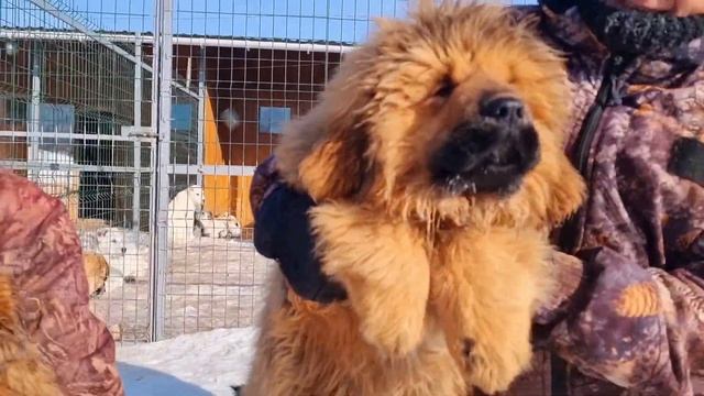 щенки Тибетского мастифа Кэрри и Келли 3,5 месяца смотреть онлайн