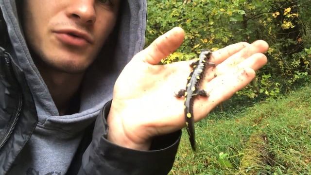 Salamander Season: SPOTTED SALAMANDERS! смотреть онлайн