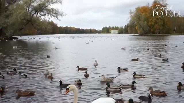 Гатчинский парк смотреть онлайн
