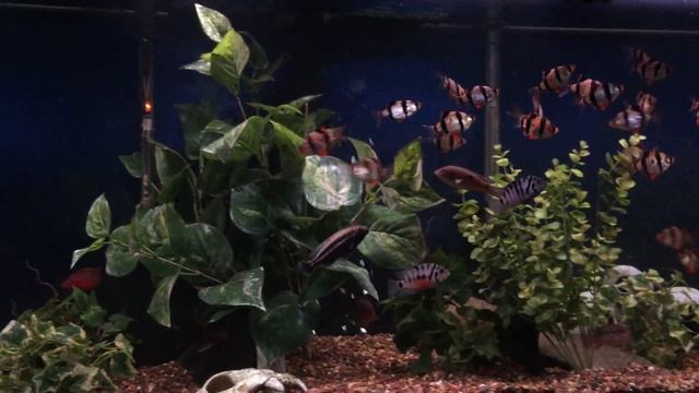 TIGER BARB AQUARIUM... Adding more Fiesty Fish!! Piranha explanation... смотреть онлайн