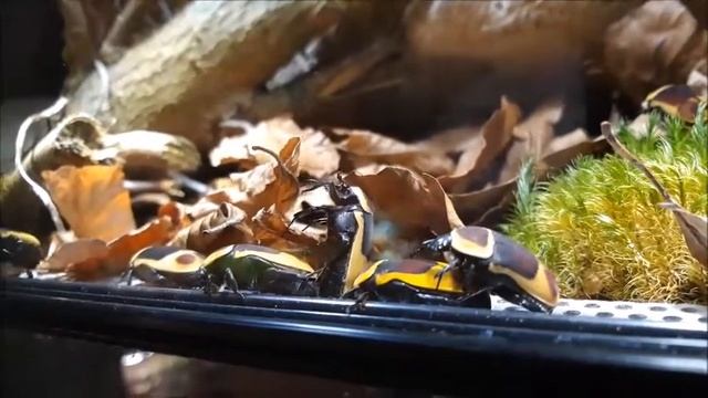 Kongo Rosenkäfer Pachnoda marginata смотреть онлайн