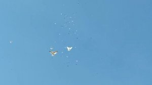 Николаевские голуби Крым.