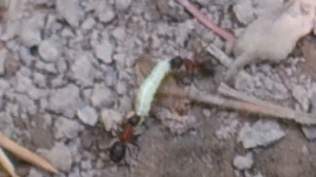 Муравьи тащат гусеницу смотреть онлайн