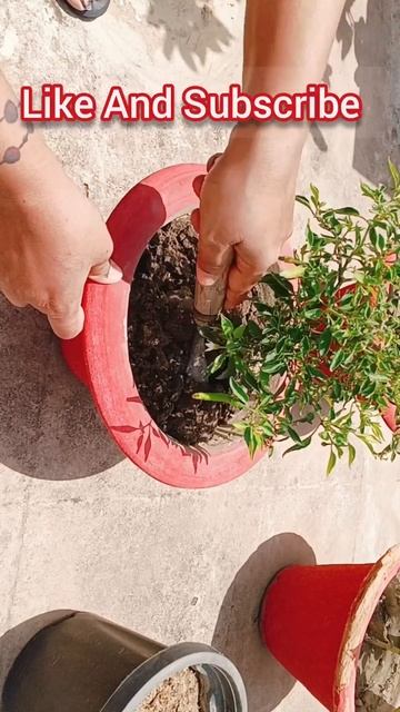 How to grow green chilli #garden #greenchilli #care #fertilizer смотреть онлайн