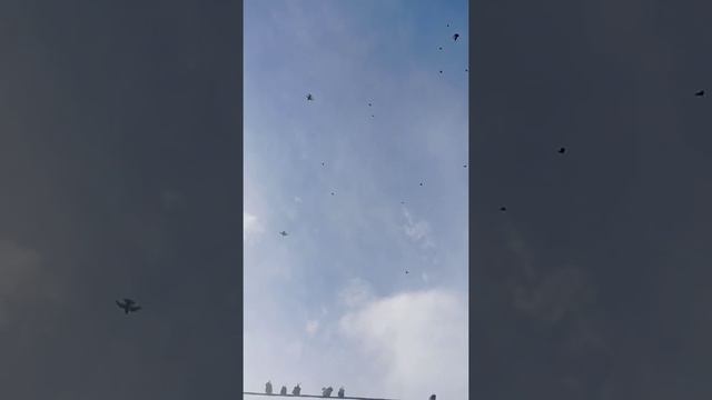 атака ястребов смотреть онлайн