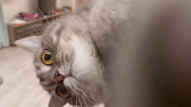 АКСИК СТАЛ ФУТБОЛИСТОМ НА 24 ЧАСА #котенок #кот #shorts #коты #елка #котики смотреть онлайн
