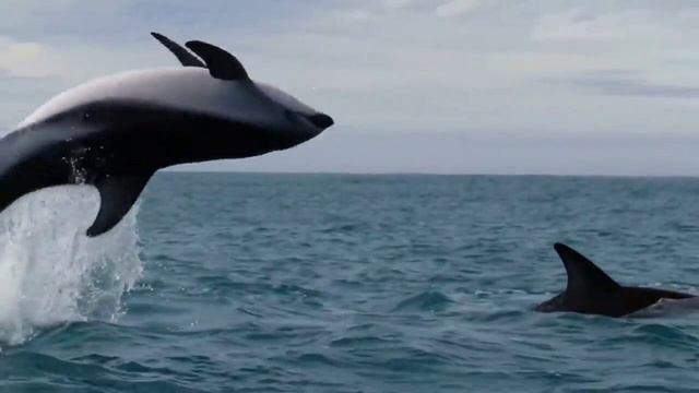 Александр Миронов. Fauna.