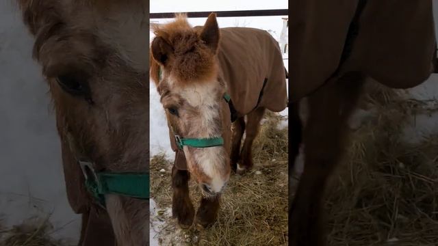 Бабо, еда, обледенение. 😁 #horse смотреть онлайн