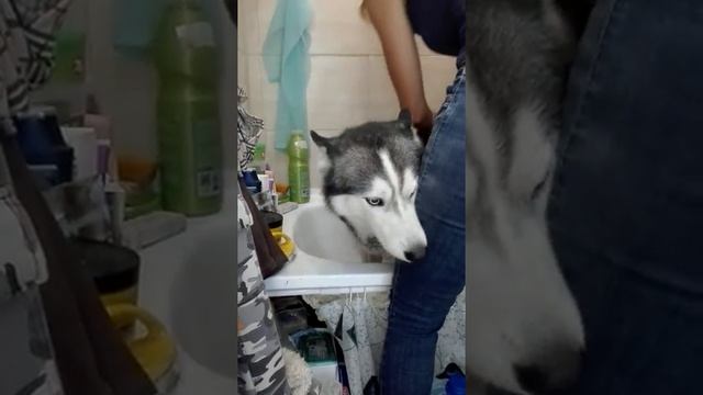 Хаски "любит" мыться смотреть онлайн