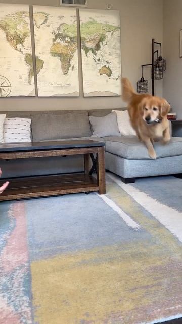 My dog understands English 🤯 смотреть онлайн